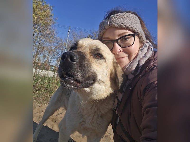 Csimo - Ein Hund auf dem Weg zum Traumhund