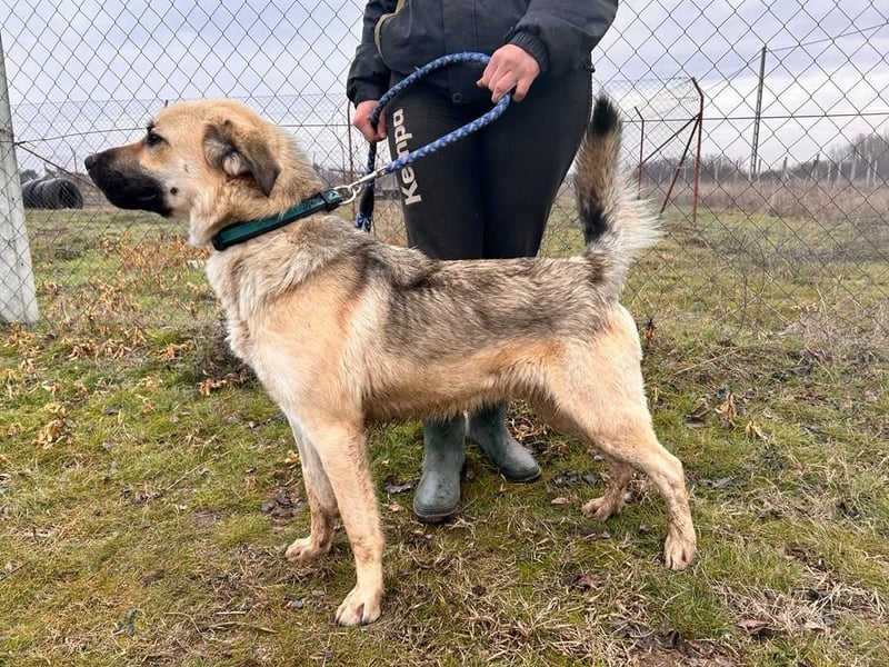 Csimo - Ein Hund auf dem Weg zum Traumhund