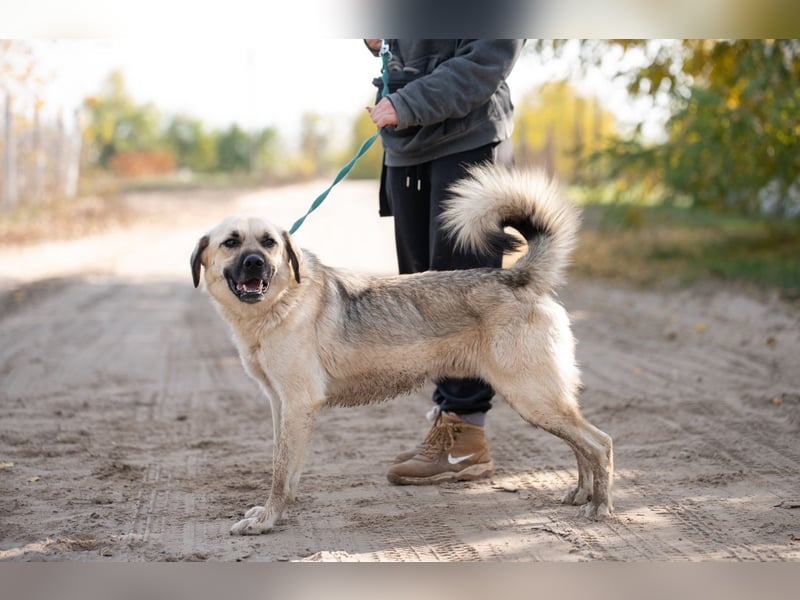 Csimo - Ein Hund auf dem Weg zum Traumhund