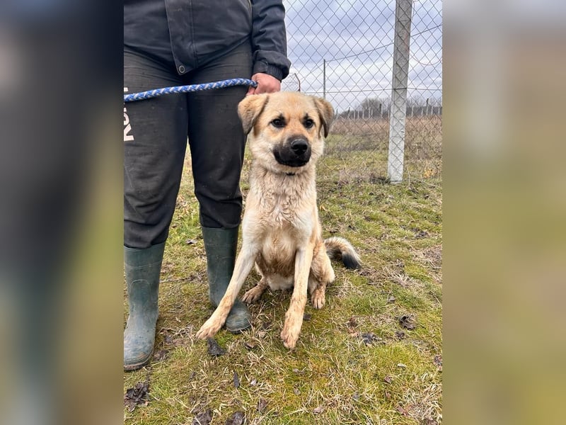 Csimo - Ein Hund auf dem Weg zum Traumhund