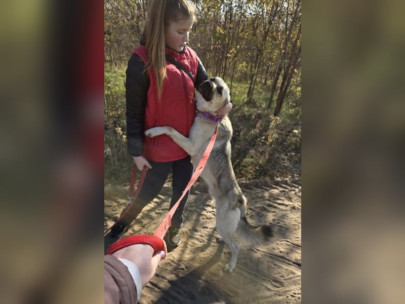 Csimo - Ein Hund auf dem Weg zum Traumhund