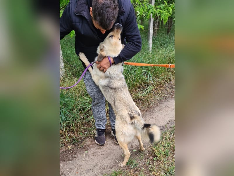 Csimo - Ein Hund auf dem Weg zum Traumhund