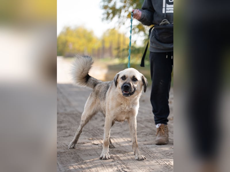 Csimo - Ein Hund auf dem Weg zum Traumhund