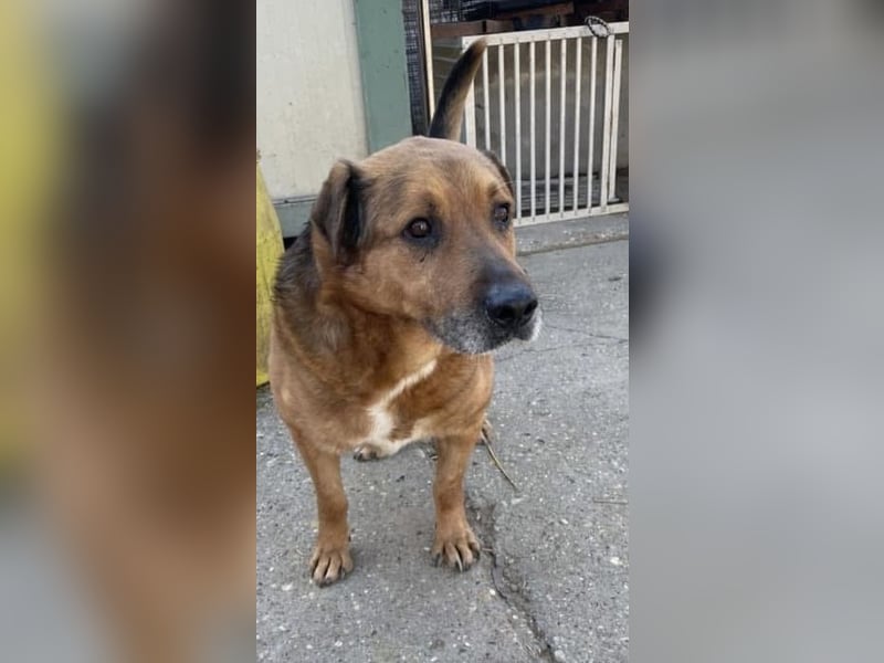 Lion, freundlich und ruhig… hatte Glück im Unglück