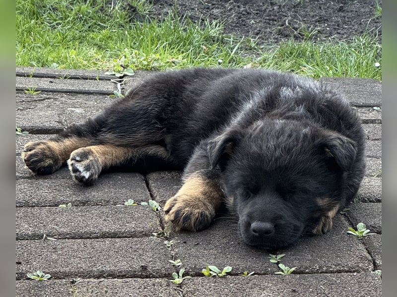 Süßer Hundewelpe sucht liebevolles Zuhause!