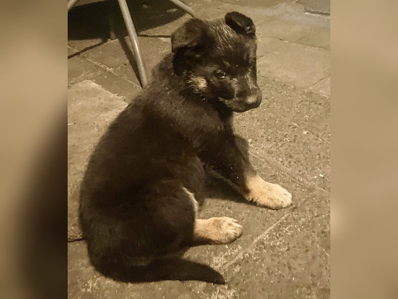 Süßer Hundewelpe sucht liebevolles Zuhause!