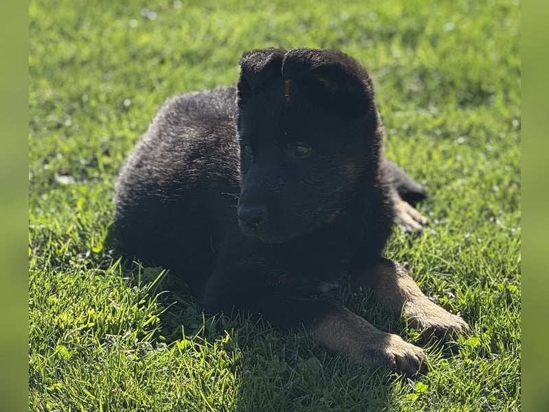 Süßer Hundewelpe sucht liebevolles Zuhause!