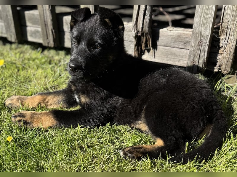 Süßer Hundewelpe sucht liebevolles Zuhause!