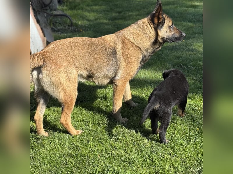 Süßer Hundewelpe sucht liebevolles Zuhause!