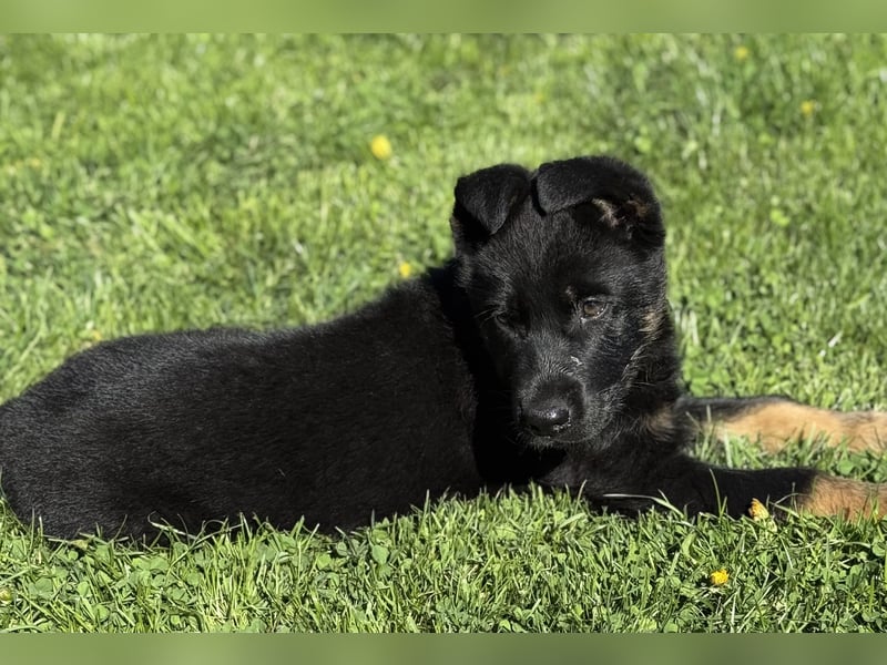 Süßer Hundewelpe sucht liebevolles Zuhause!