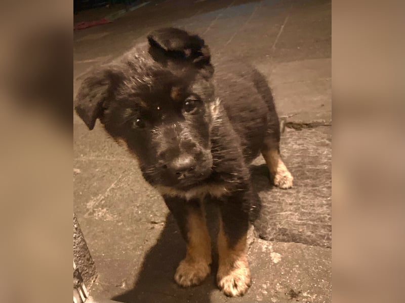 Süßer Hundewelpe sucht liebevolles Zuhause!