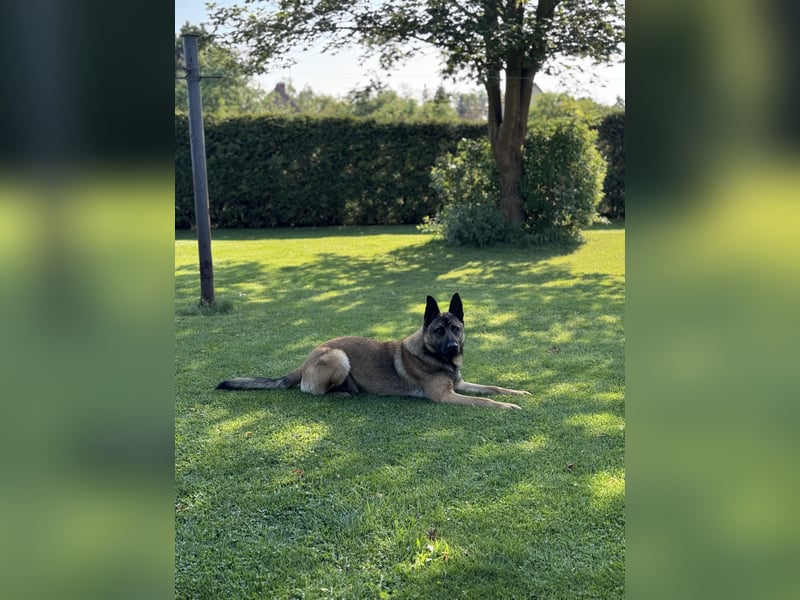 Süßer Hundewelpe sucht liebevolles Zuhause!