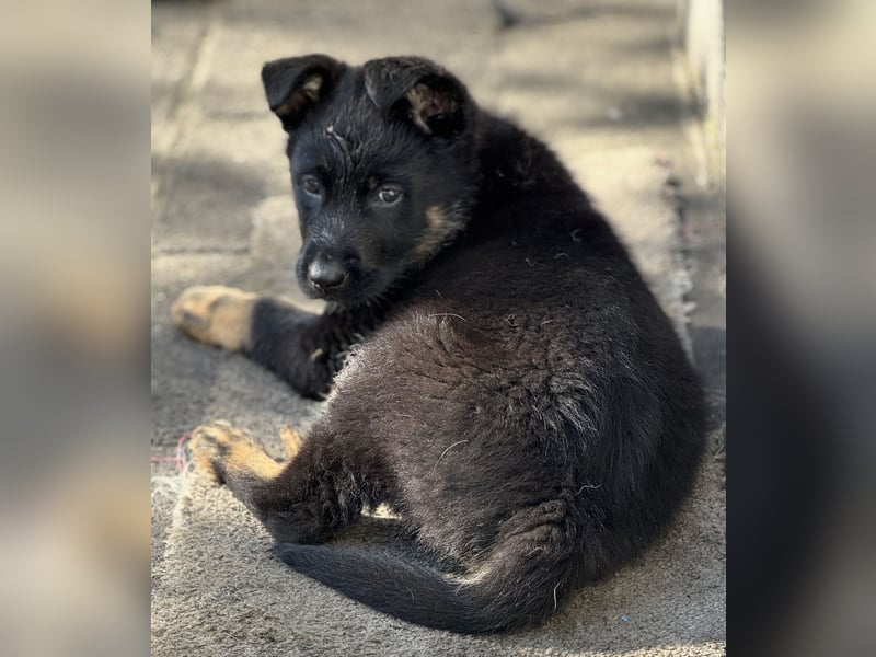 Süßer Hundewelpe sucht liebevolles Zuhause!