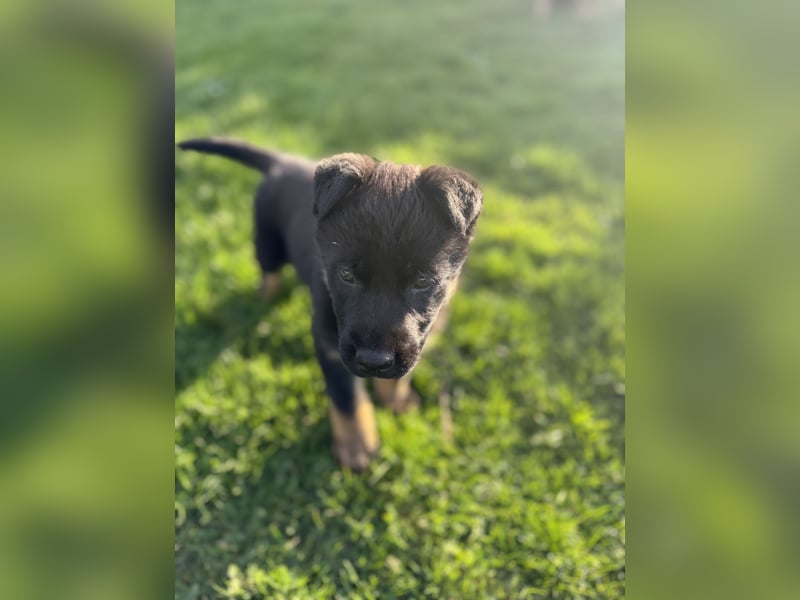 Süßer Hundewelpe sucht liebevolles Zuhause!