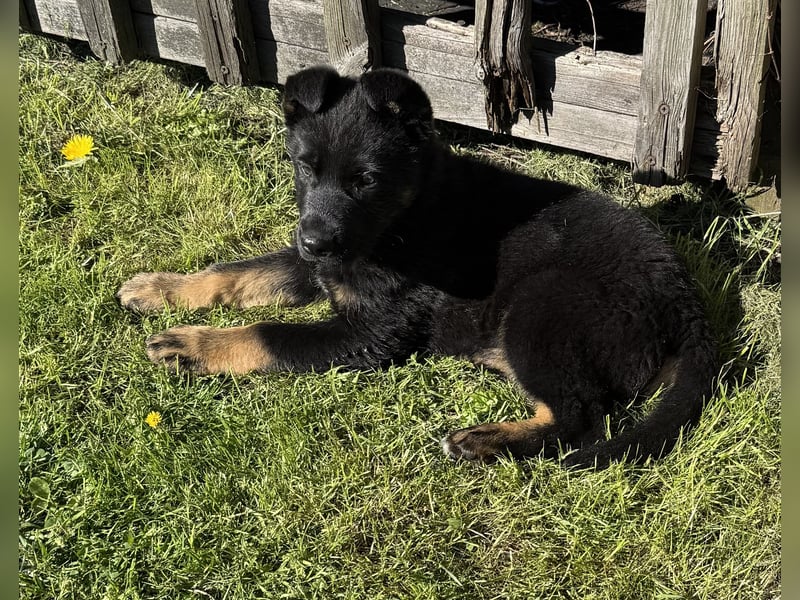 Süßer Hundewelpe sucht liebevolles Zuhause!