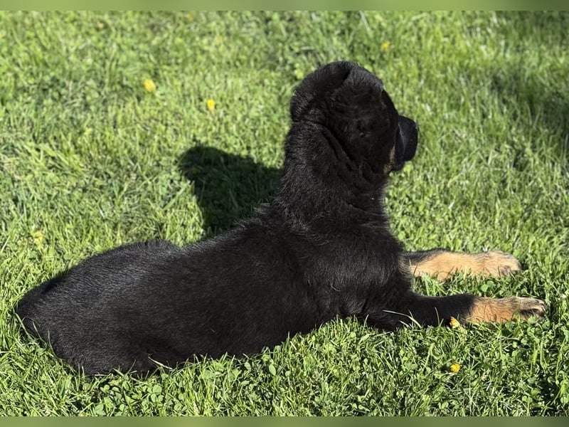 Süßer Hundewelpe sucht liebevolles Zuhause!