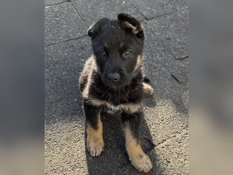 Süßer Hundewelpe sucht liebevolles Zuhause!