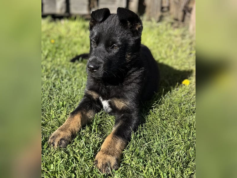 Süßer Hundewelpe sucht liebevolles Zuhause!