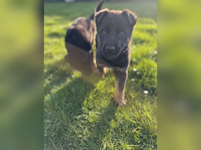 Süßer Hundewelpe sucht liebevolles Zuhause!