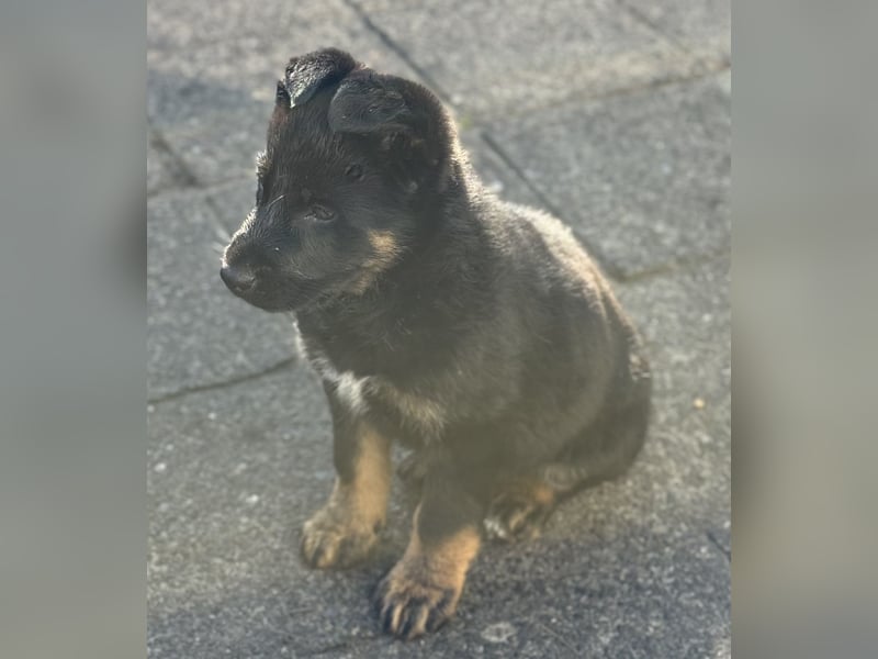 Süßer Hundewelpe sucht liebevolles Zuhause!