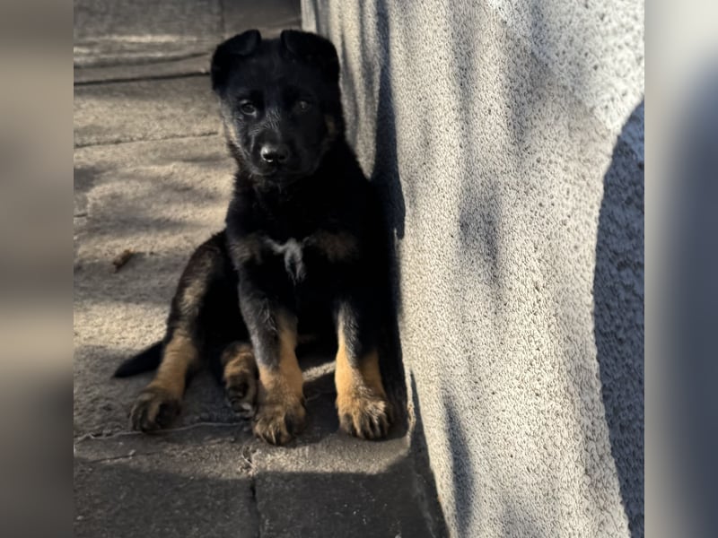 Süßer Hundewelpe sucht liebevolles Zuhause!