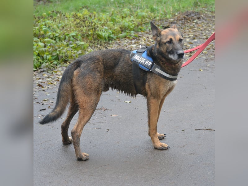 Aktiver, menschenbezogener Schäferhund „Joker“, ca. 2020 geboren