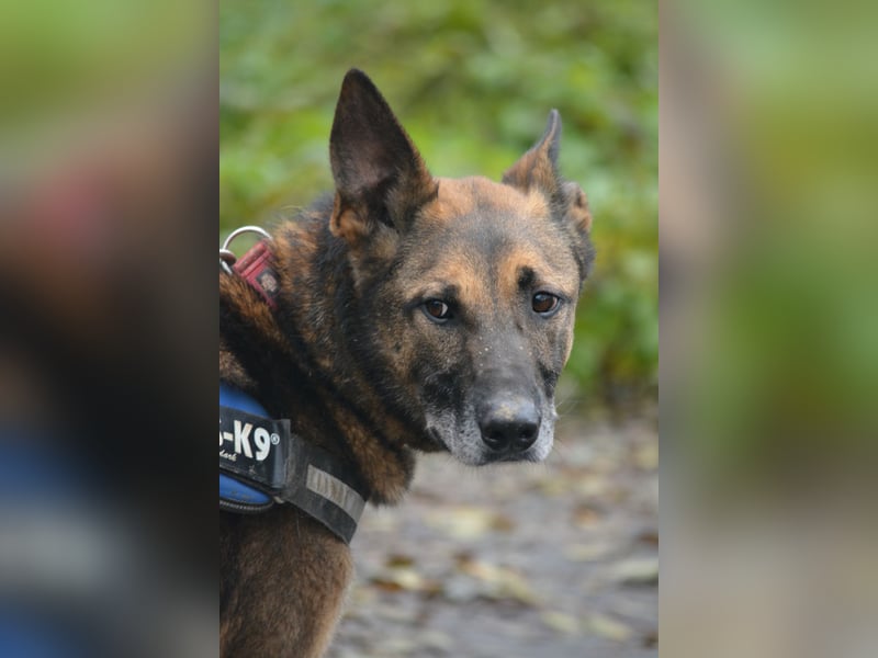 Aktiver, menschenbezogener Schäferhund „Joker“, ca. 2020 geboren