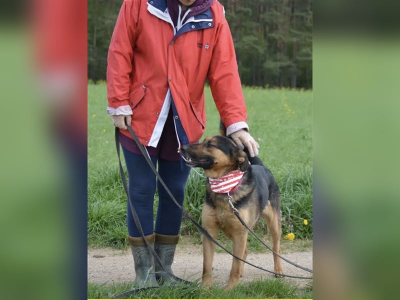 Dusty - Sehr menschenbezogener Schäferhund-Mischling, ca. 5 Jahre alt, treu und lieb