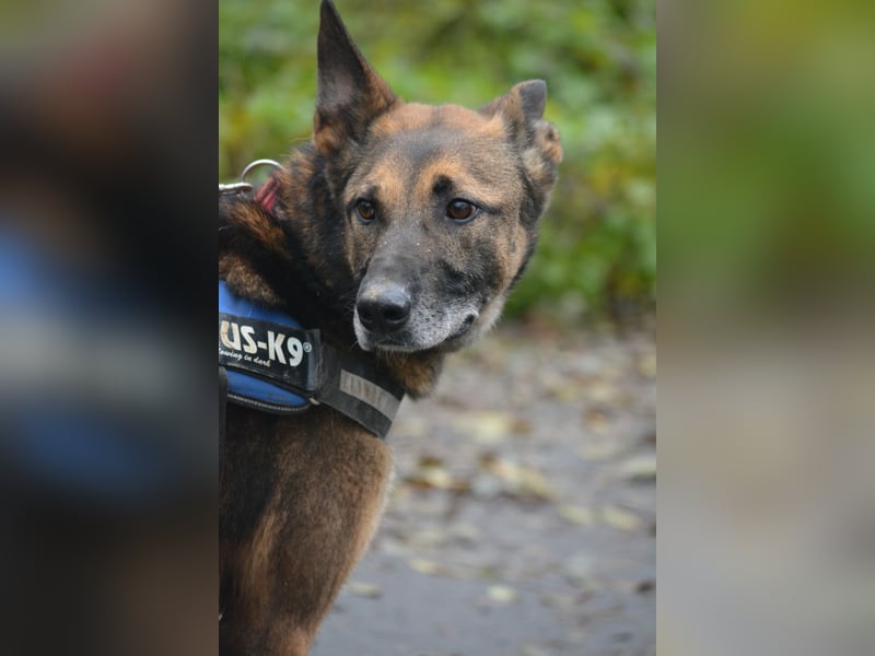 Aktiver, menschenbezogener Schäferhund „Joker“, ca. 2020 geboren