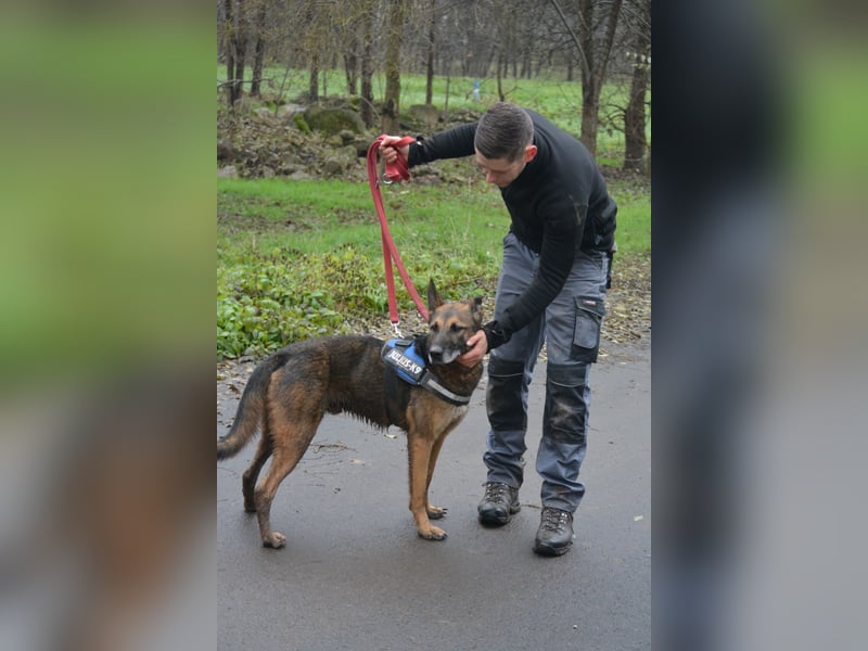 Aktiver, menschenbezogener Schäferhund „Joker“, ca. 2020 geboren