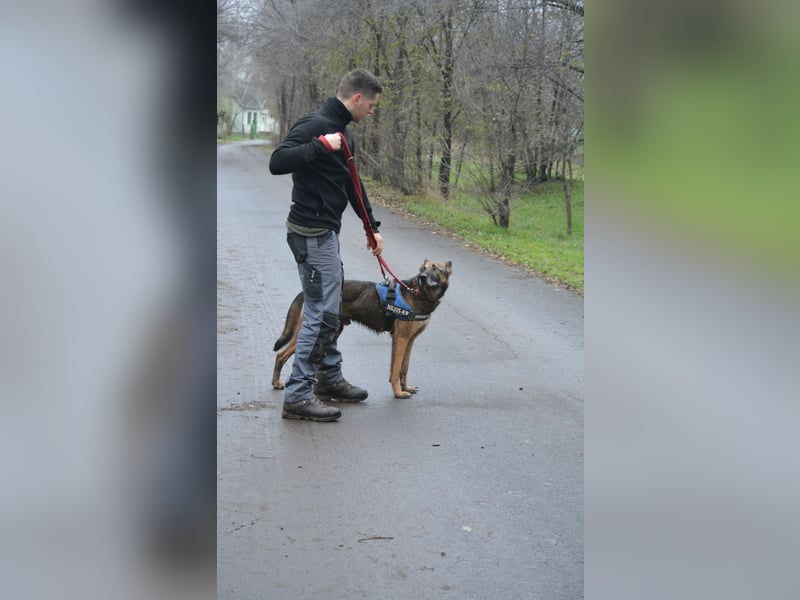 Aktiver, menschenbezogener Schäferhund „Joker“, ca. 2020 geboren