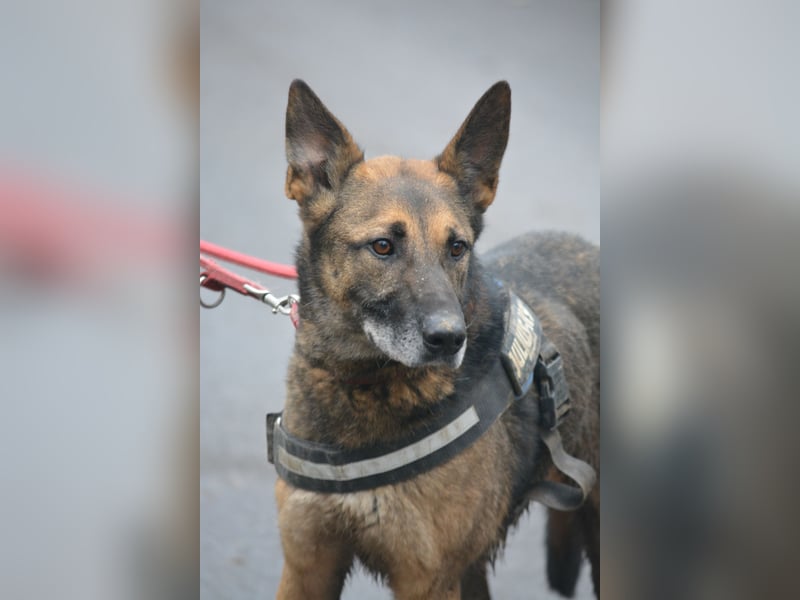 Aktiver, menschenbezogener Schäferhund „Joker“, ca. 2020 geboren