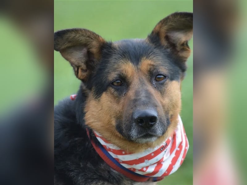 Dusty - Sehr menschenbezogener Schäferhund-Mischling, ca. 5 Jahre alt, treu und lieb