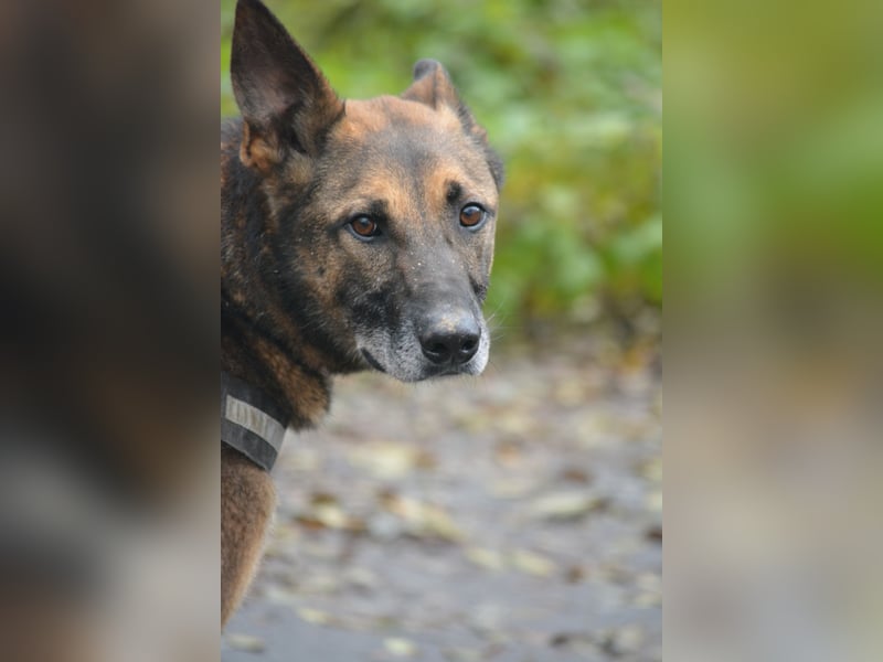 Aktiver, menschenbezogener Schäferhund „Joker“, ca. 2020 geboren