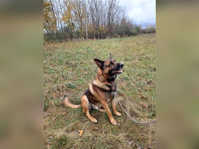 Astra VA – Lieber großer Junge sucht neues Zuhause