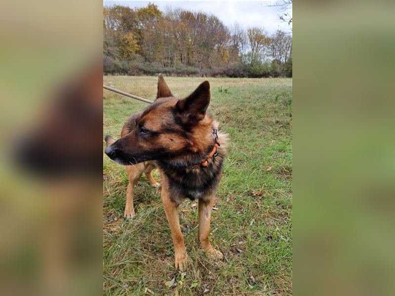Astra VA – Lieber großer Junge sucht neues Zuhause