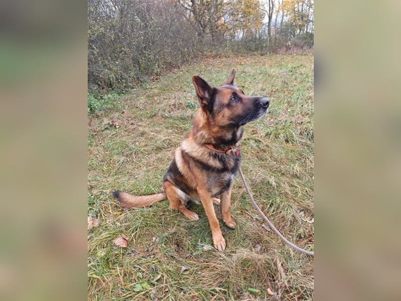 Astra VA – Lieber großer Junge sucht neues Zuhause