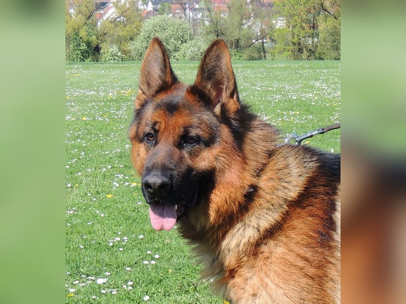 Deckrüde Deutscher Schäferhund aus Kör- und Leistungszucht HD+ED normal