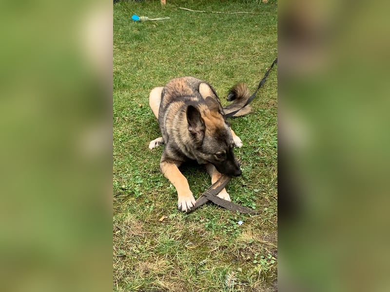 Haru auf Pflegestelle in 48317 Drensteinfurt