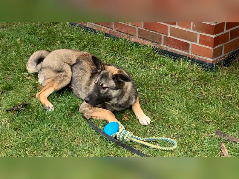 Haru auf Pflegestelle in 48317 Drensteinfurt
