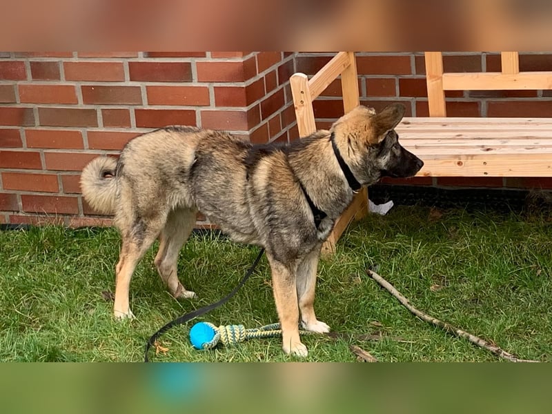 Haru auf Pflegestelle in 48317 Drensteinfurt