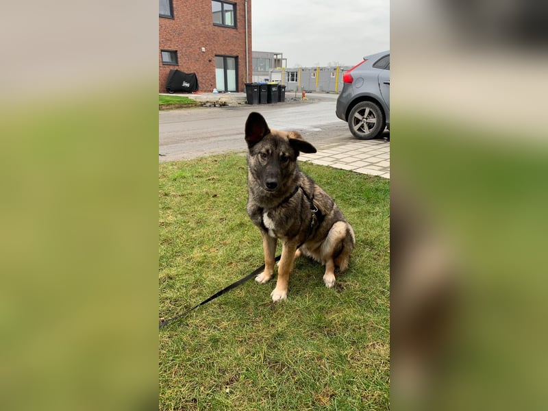 Haru auf Pflegestelle in 48317 Drensteinfurt