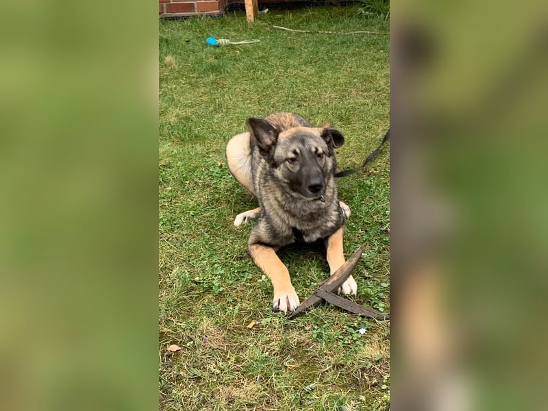 Haru auf Pflegestelle in 48317 Drensteinfurt