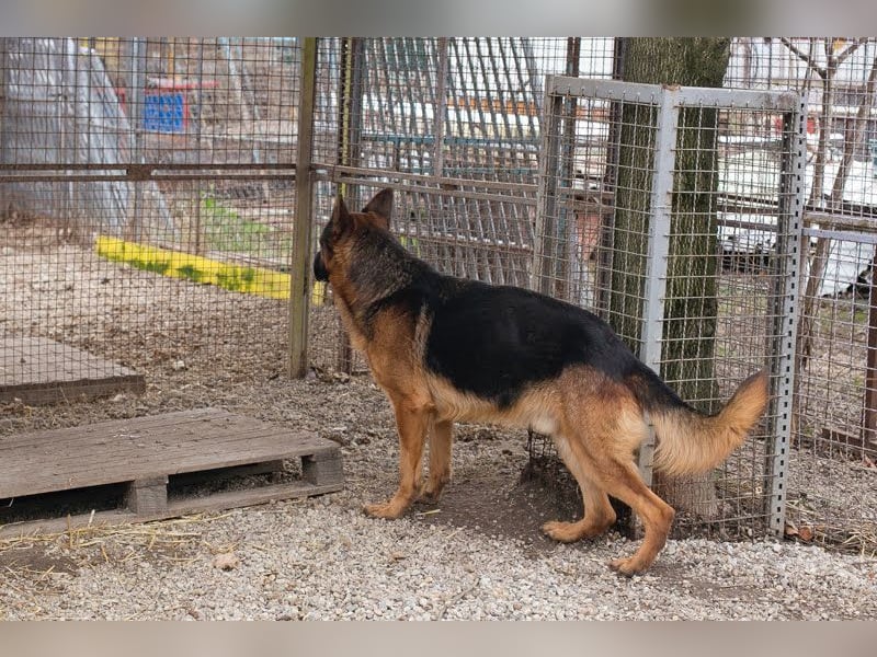 CLINT - wer hilft dem hübschen Rüden, dem Tierheimstress zu entkommen und schenkt ihm ein Zuhause?