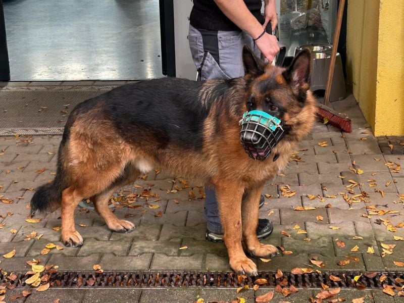 ORKAN - welcher hundeerfahrene, verantwortungsbewusste Mensch schenkt mir ein Zuhause?