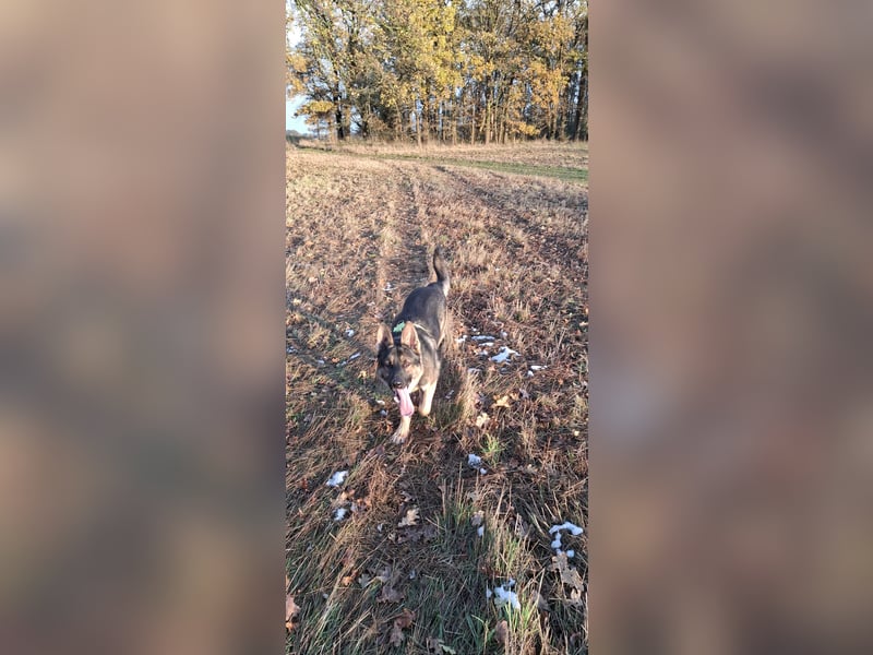 Deckrüde Schäferhund
