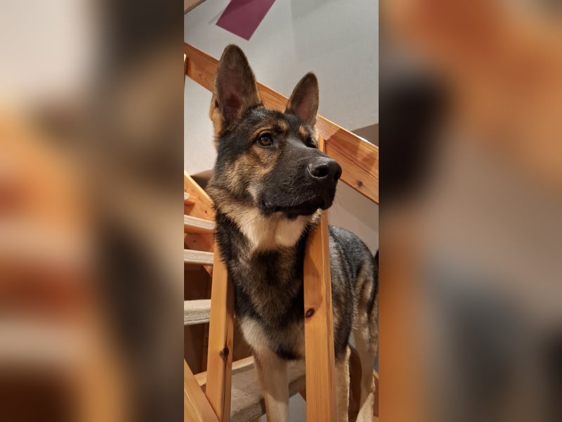 Deckrüde Schäferhund