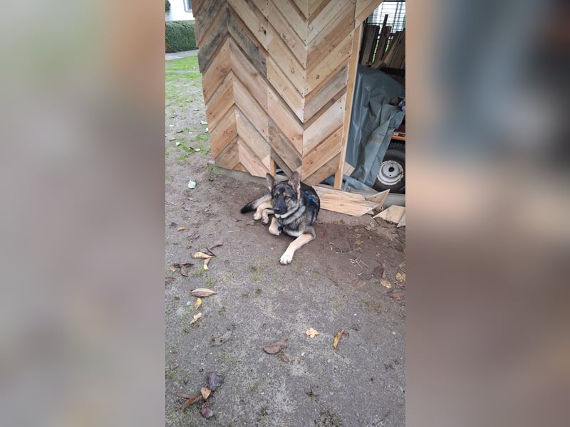 Deckrüde Schäferhund