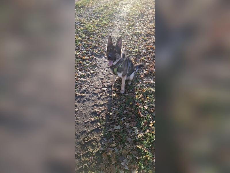 Deckrüde Schäferhund