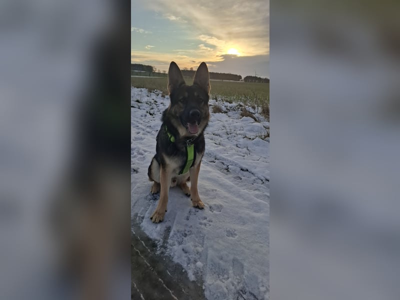 Deckrüde Schäferhund